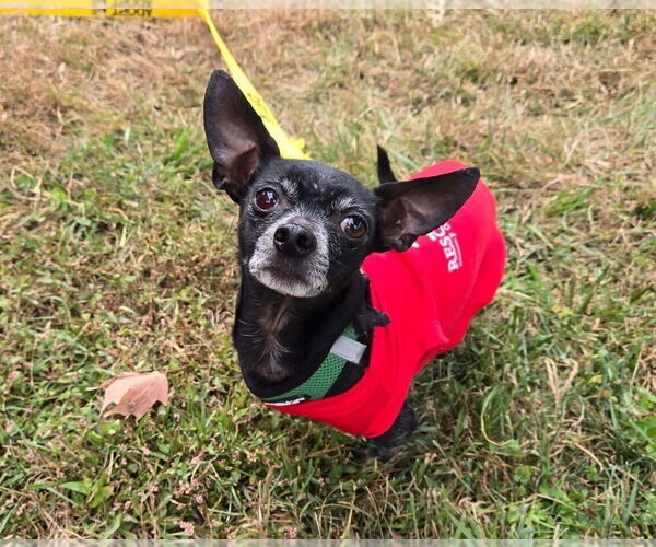 Medium Photo #12 Chihuahua Puppy For Sale in Caldwell, NJ, USA