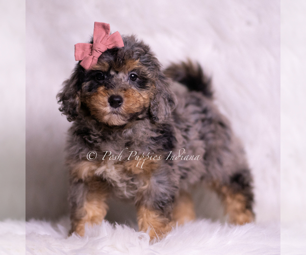 Medium Photo #4 Goldendoodle (Miniature) Puppy For Sale in WARSAW, IN, USA