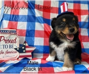 Medium Miniature Australian Shepherd