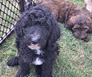 Miniature Bernedoodle-Poodle (Standard) Mix Puppy for sale in DAVISON, MI, USA