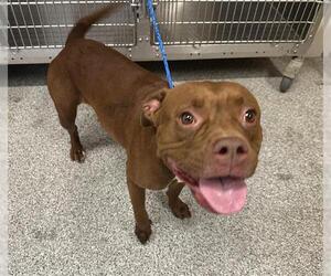 Staffordshire Bull Terrier-Unknown Mix Dogs for adoption in Houston, TX, USA
