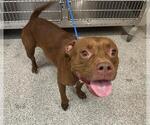 Small Staffordshire Bull Terrier Mix