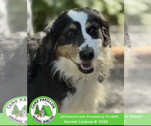 Bernese Mountain Dog-Poodle (Miniature) Mix Dogs for adoption in Stroudsburg, PA, USA