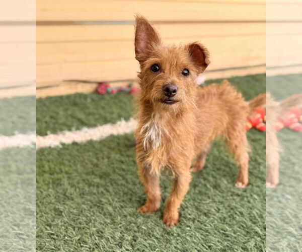 Medium Photo #3 Irish Terrier-Unknown Mix Puppy For Sale in phoenix, AZ, USA