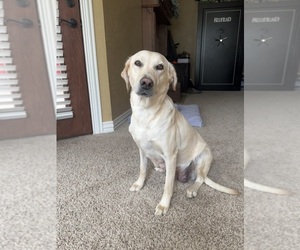 Mother of the Labrador Retriever puppies born on 01/19/2025