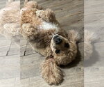 Small #10 Poodle (Miniature)