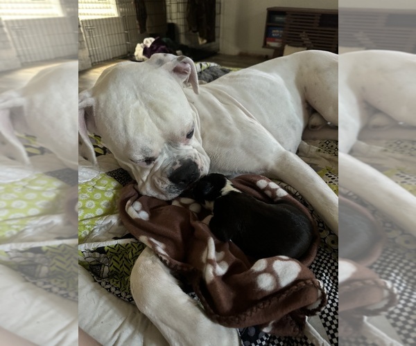 Medium Photo #1 Boxer Puppy For Sale in STAYTON, OR, USA