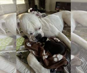 Father of the Boxer puppies born on 05/24/2025