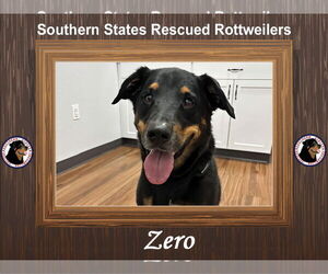 Medium Rottweiler Mix