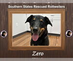 Small Rottweiler Mix