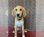 Puppy 6 Great Dane-Redbone Coonhound Mix