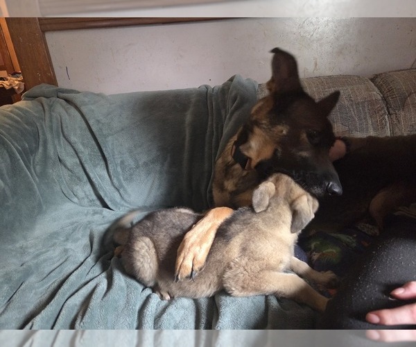Medium Photo #9 Australian Shepherd-German Shepherd Dog Mix Puppy For Sale in HILLSDALE, MI, USA