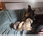 Small #8 Australian Shepherd-German Shepherd Dog Mix