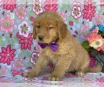 Small Photo #4 Golden Retriever Puppy For Sale in LANCASTER, PA, USA