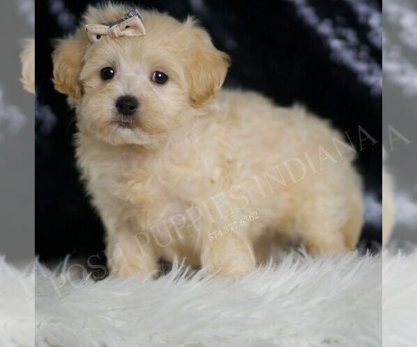 Medium Photo #3 Maltipoo Puppy For Sale in WARSAW, IN, USA