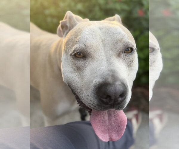 Medium Photo #5 American Staffordshire Terrier-Unknown Mix Puppy For Sale in Marina del Rey, CA, USA