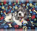Small #6 Cocker Spaniel