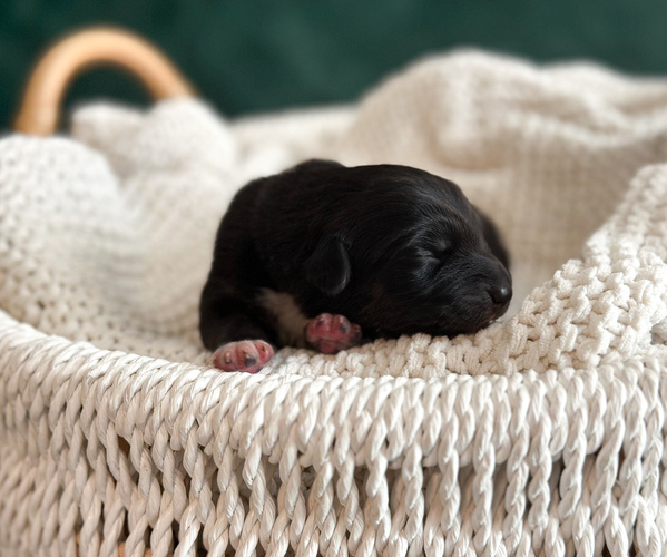 Medium Photo #2 Australian Shepherd Puppy For Sale in BOUTON, IA, USA