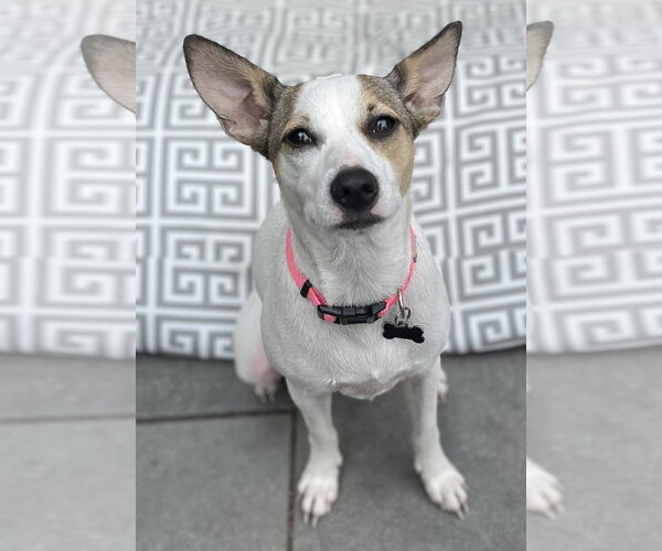 Medium Photo #4 Rat Terrier-Shiba Inu Mix Puppy For Sale in Wakefield, RI, USA