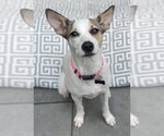 Small #3 Rat Terrier-Shiba Inu Mix