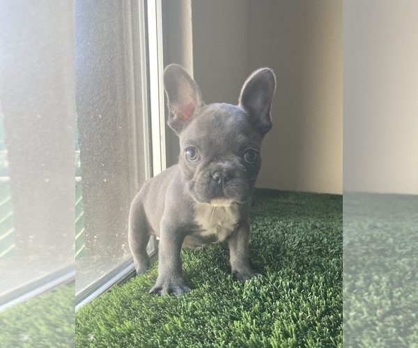 Medium Photo #4 French Bulldog Puppy For Sale in EMPIRE STATE, NY, USA