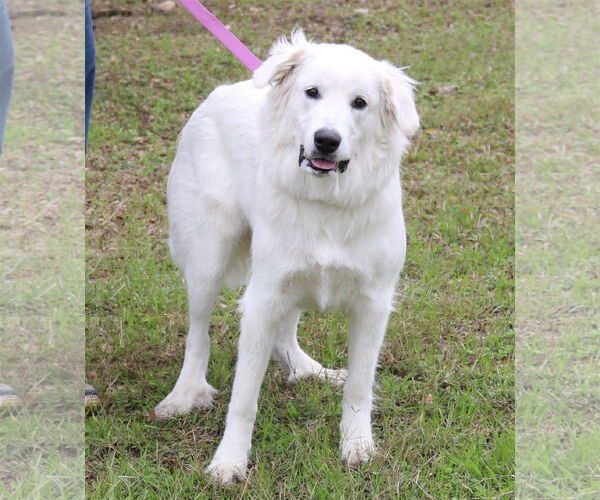Medium Photo #1 Great Pyrenees Puppy For Sale in Bandera, TX, USA