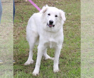 Great Pyrenees Dogs for adoption in Bandera, TX, USA