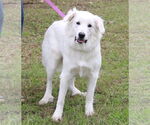 Small Great Pyrenees