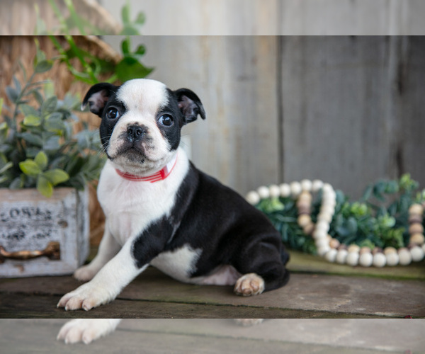 Medium Photo #14 Boston Terrier Puppy For Sale in MILLERSBURG, OH, USA