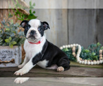 Puppy Marigold Boston Terrier