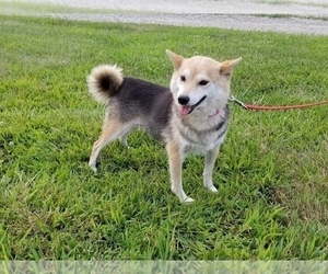 Mother of the Shiba Inu puppies born on 07/21/2019