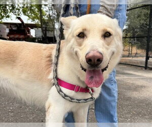 German Shepherd Dog-Unknown Mix Dogs for adoption in Santa Rosa, CA, USA