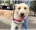 SNOWBALL - Male German Shepherd Dog-Unknown Mix Dog for Adoption - Small photo