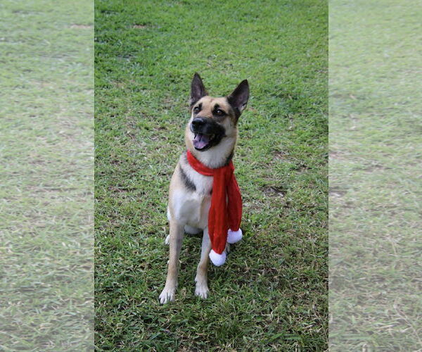 Medium Photo #3  Puppy For Sale in , 