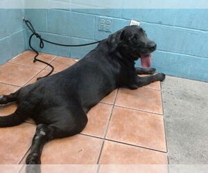 Labrador Retriever Dogs for adoption in Downey, CA, USA