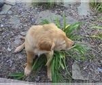 Small #3 Golden Retriever