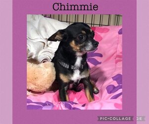 Chihuahua Dogs for adoption in Kewanee, IL, USA