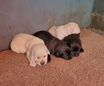 Small Photo #2 Labrador Retriever Puppy For Sale in LEBANON, MO, USA