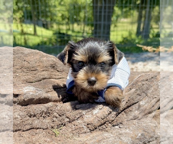 Medium Photo #10 Yorkshire Terrier Puppy For Sale in CASSVILLE, MO, USA