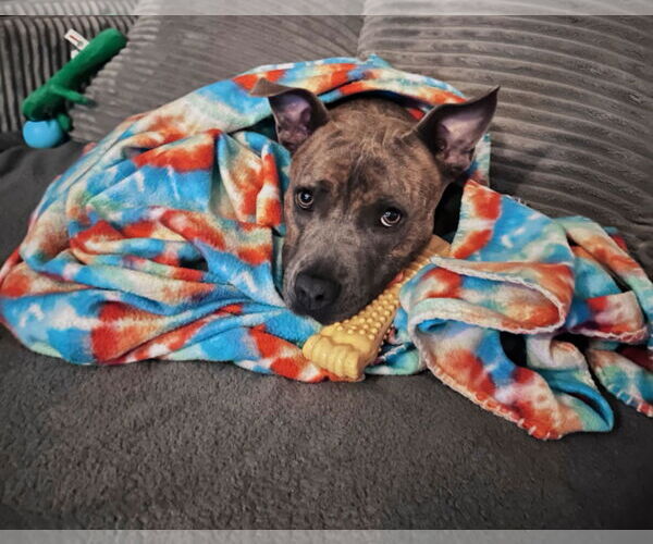 Medium Photo #10 American Pit Bull Terrier-Unknown Mix Puppy For Sale in Fort Collins, CO, USA