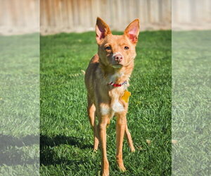 Hollis - Male Chihuahua Dog for Adoption - Photo #7