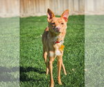 Small Photo #7 Chihuahua Puppy For Sale in Sandy, UT, USA