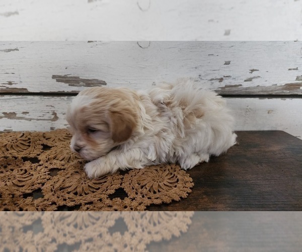 Medium Photo #4 Mal-Shi-Poodle (Miniature) Mix Puppy For Sale in GREENWOOD, WI, USA