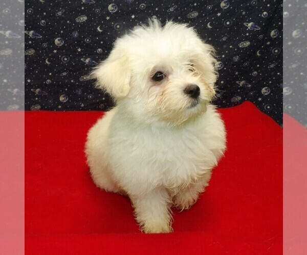 Medium Photo #2 Maltese Puppy For Sale in PATERSON, NJ, USA