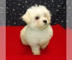 Small #1 Maltese
