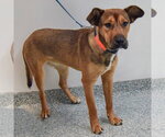 Small #5 German Shepherd Dog Mix
