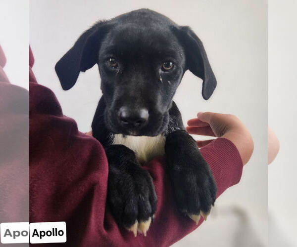 Medium Photo #4 Labrador Retriever-Unknown Mix Puppy For Sale in Princeton, MN, USA