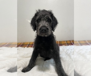 Labradoodle Puppy for Sale in NORTH HIGHLANDS, California USA
