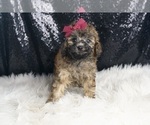 Small #2 Poodle (Miniature)