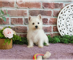 Small #8 West Highland White Terrier
